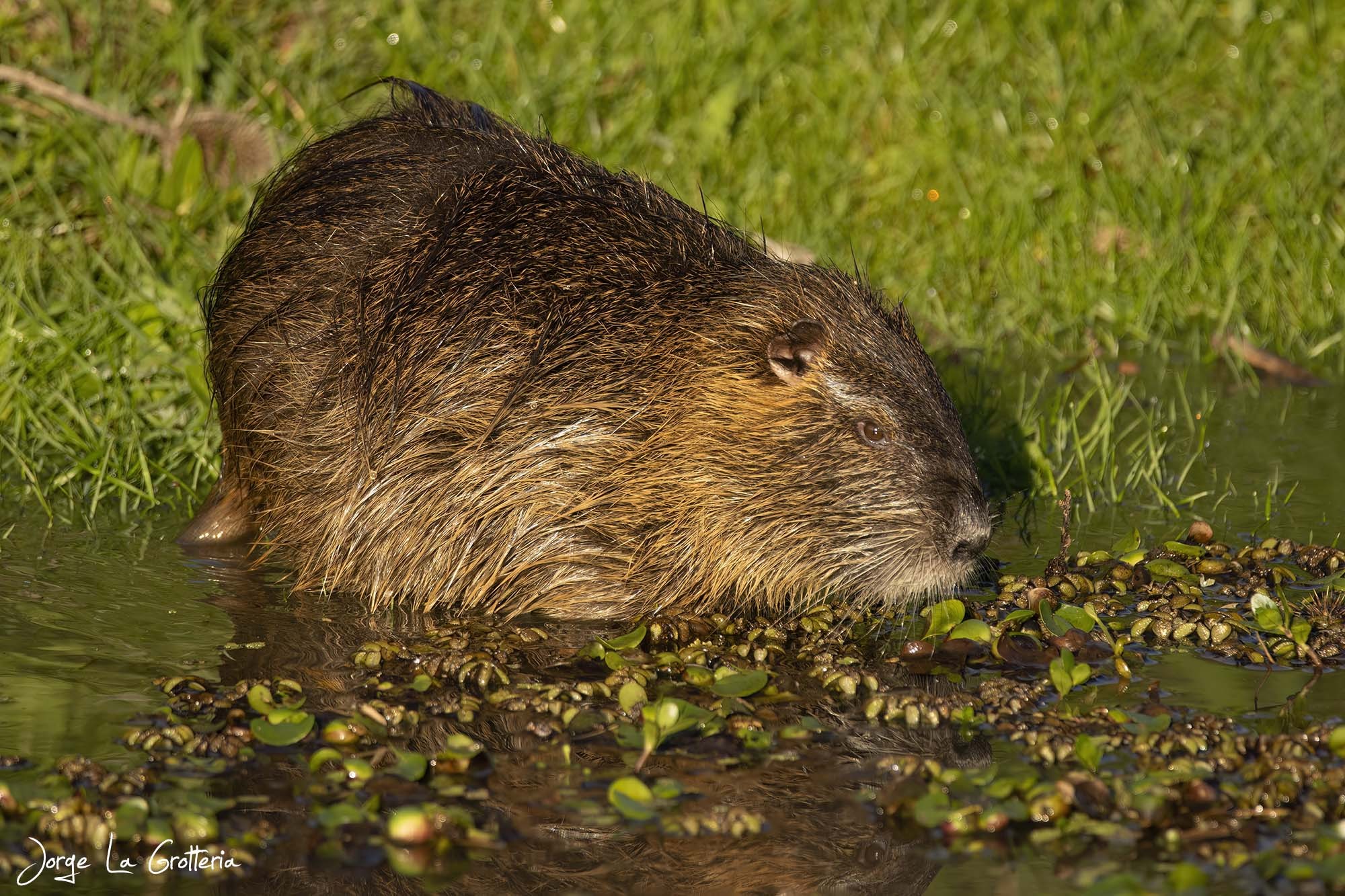 Coypu (Myocastor coypus)