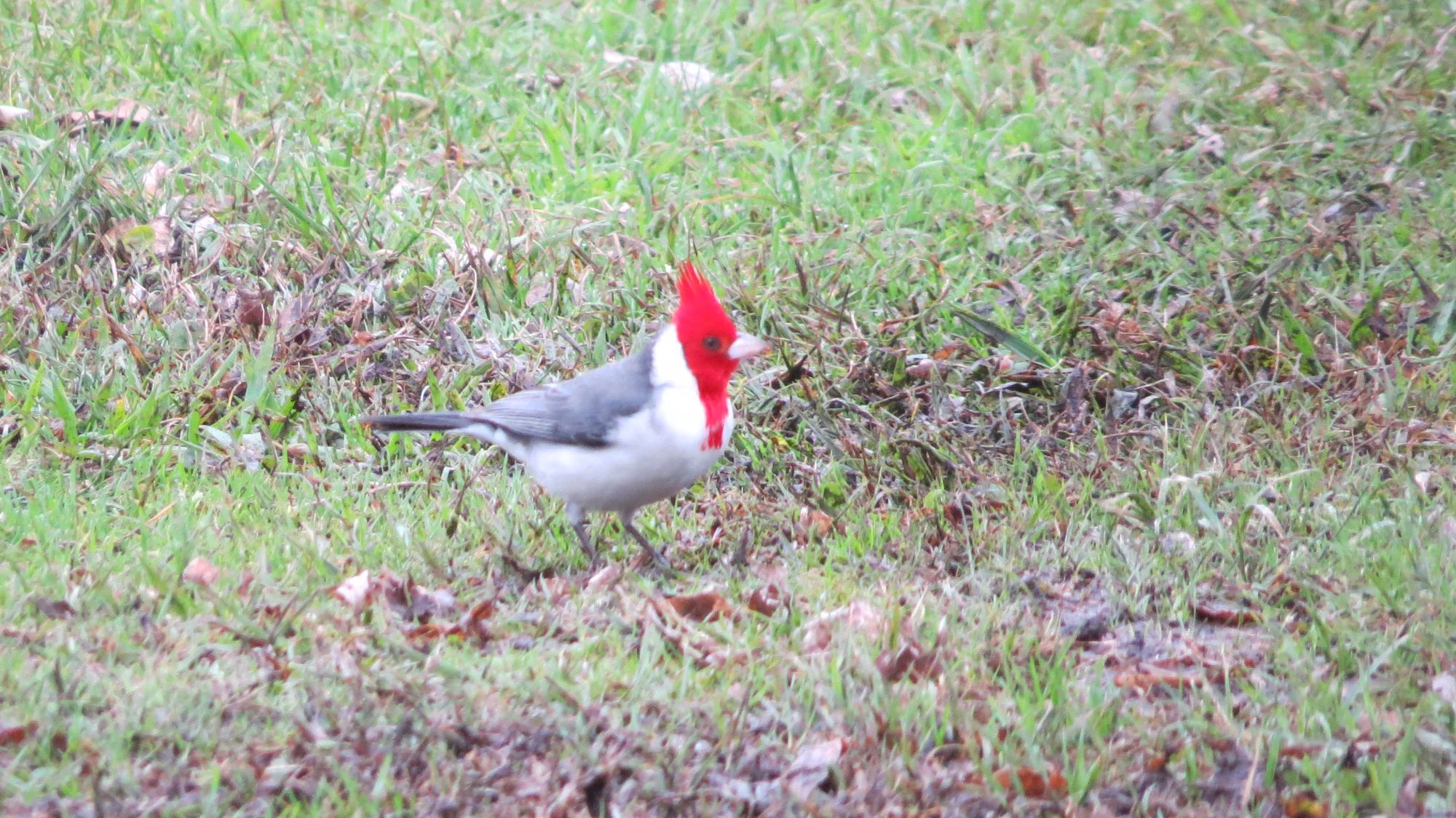 Photo Cardenal Común