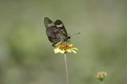 Foto Perezosa Común