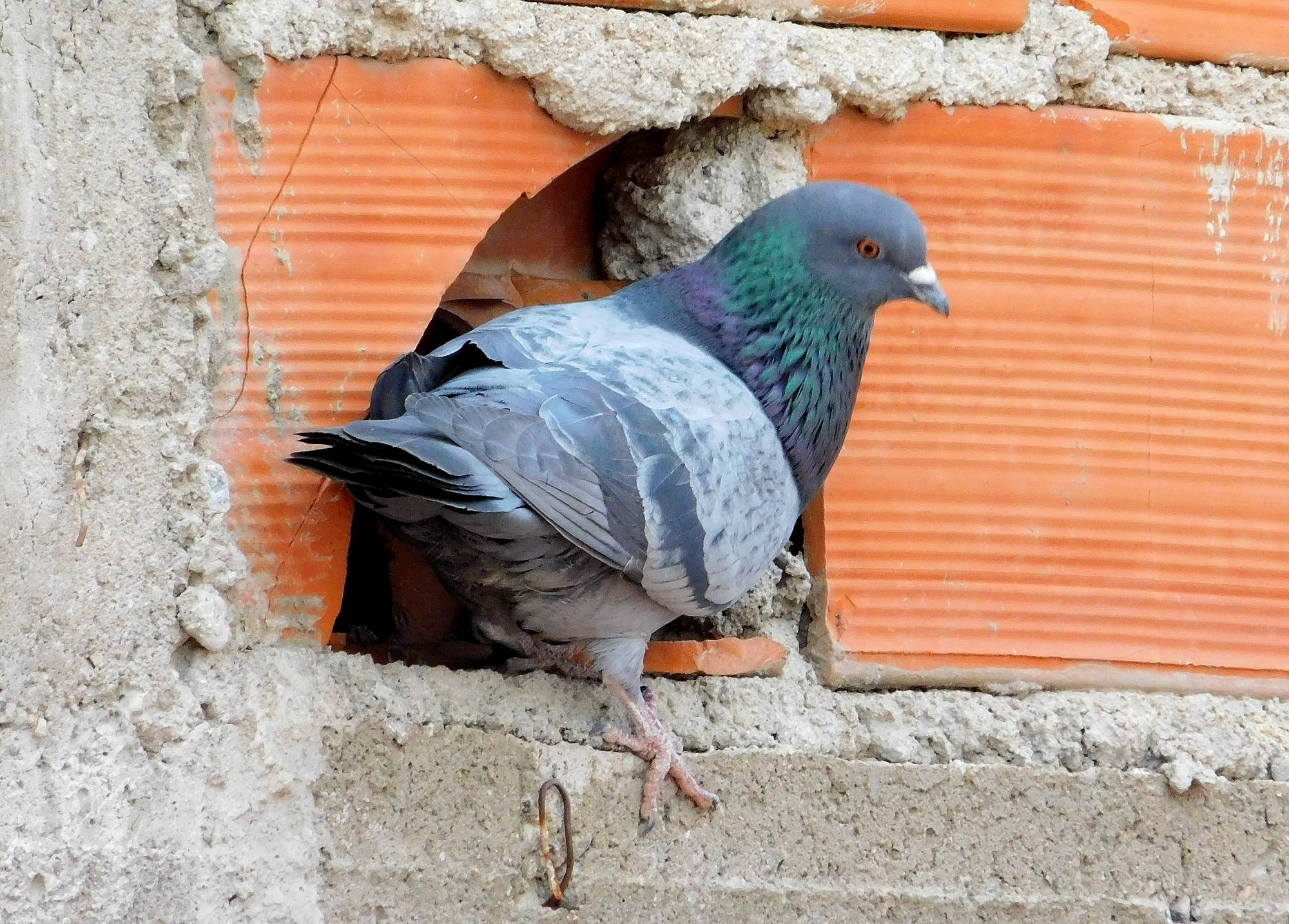 Foto Paloma Doméstica