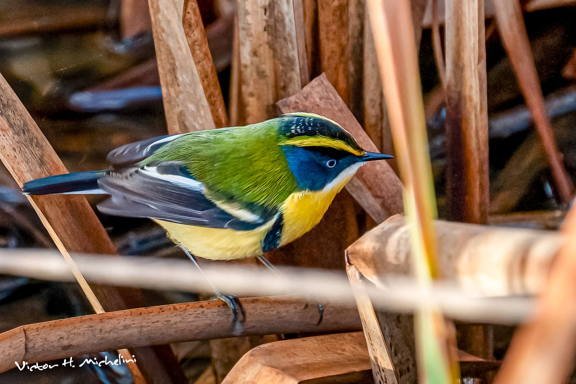 Many-colored Rush Tyrant (Tachuris rubrigastra)