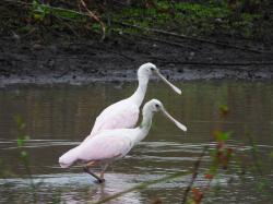 Foto Espátula Rosada