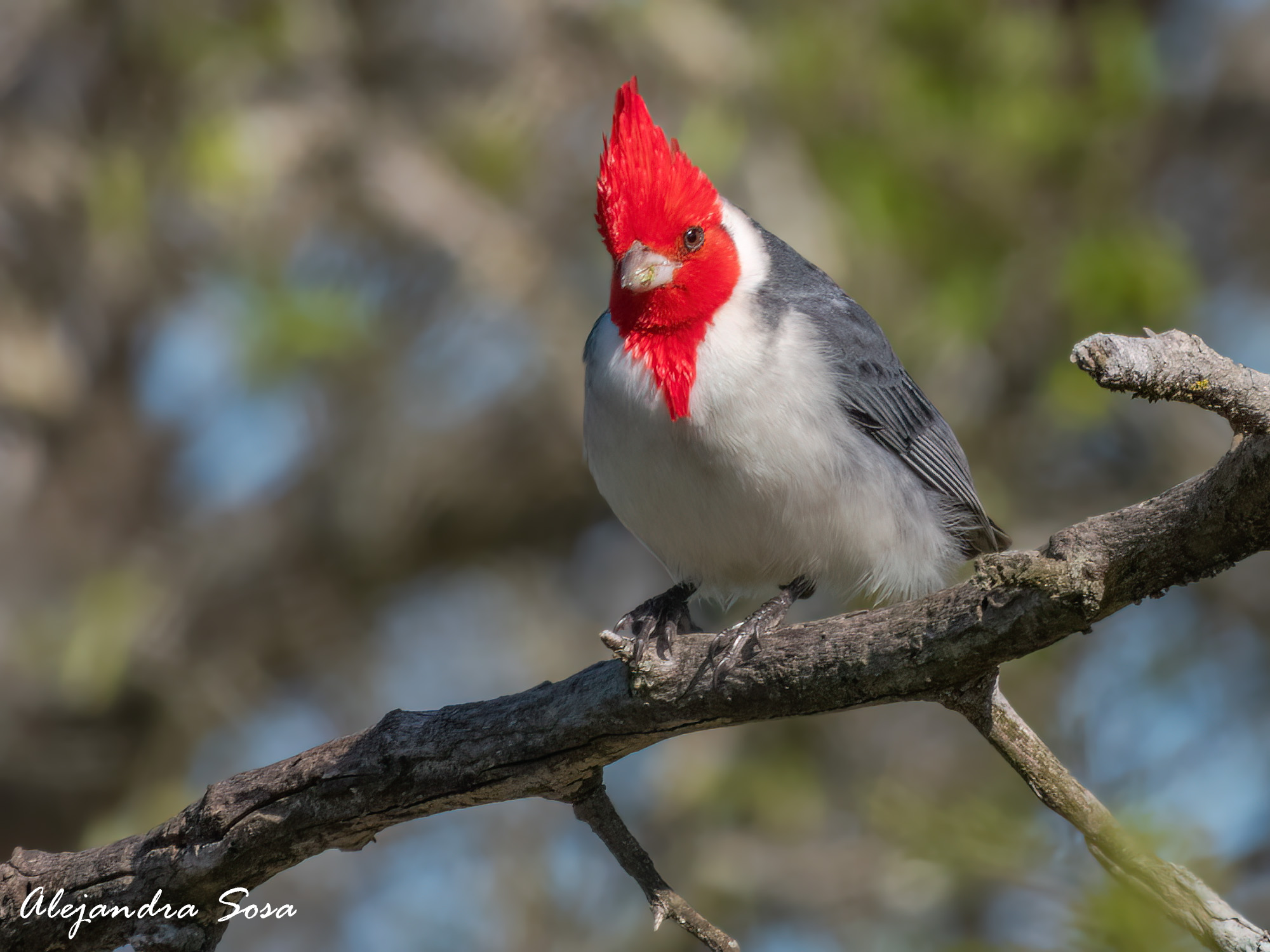 Photo Cardenal Común