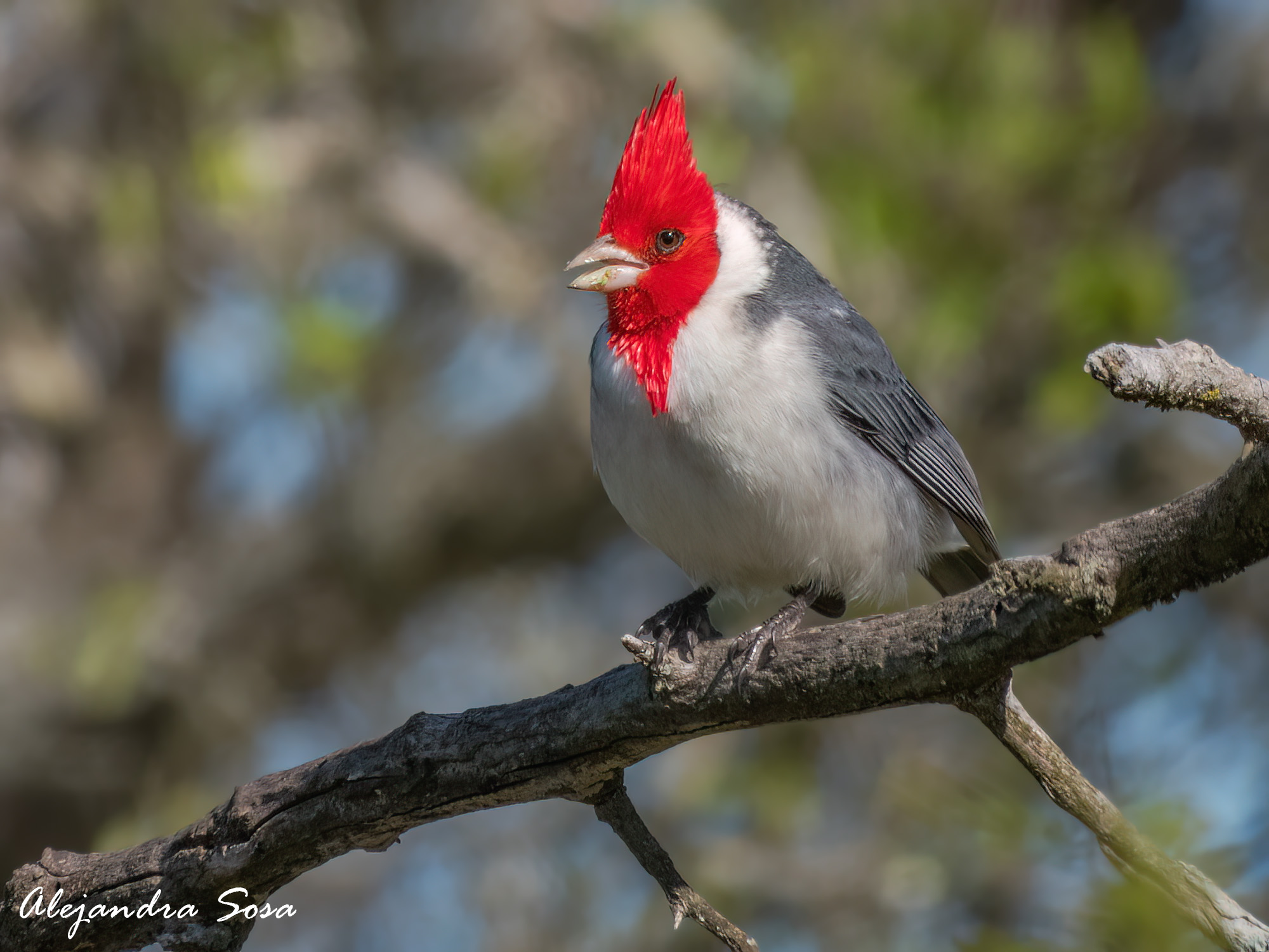Photo Cardenal Común