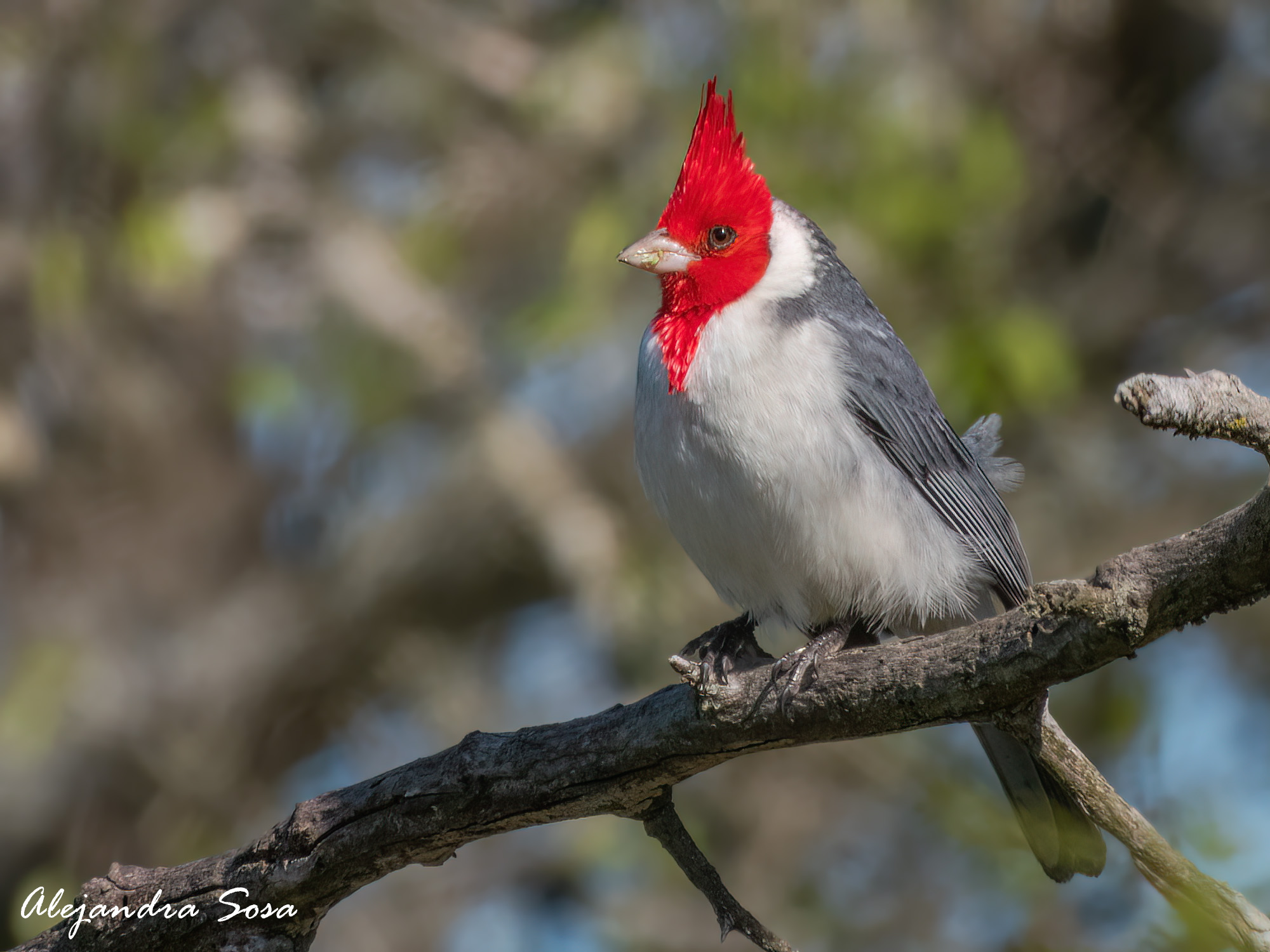 Photo Cardenal Común