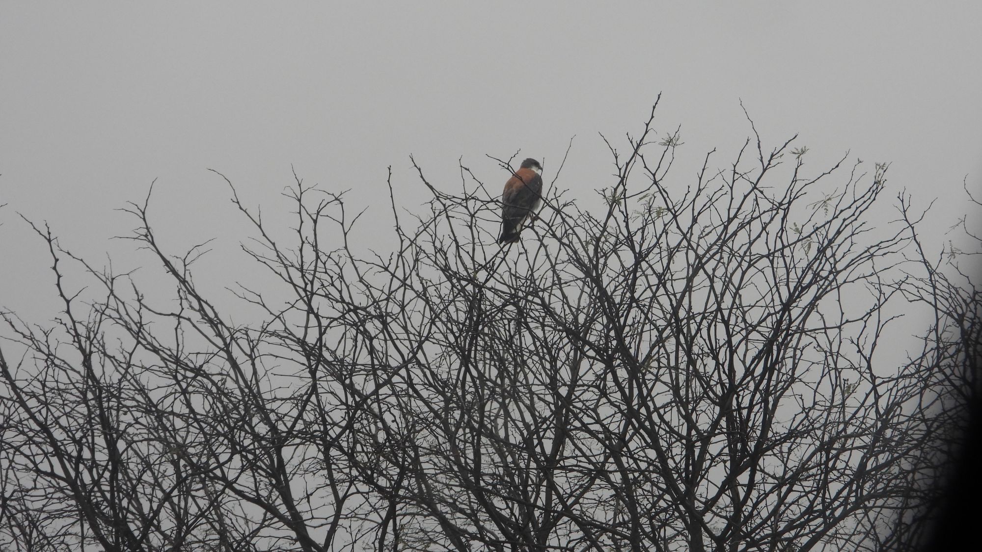 Foto Aguilucho Común