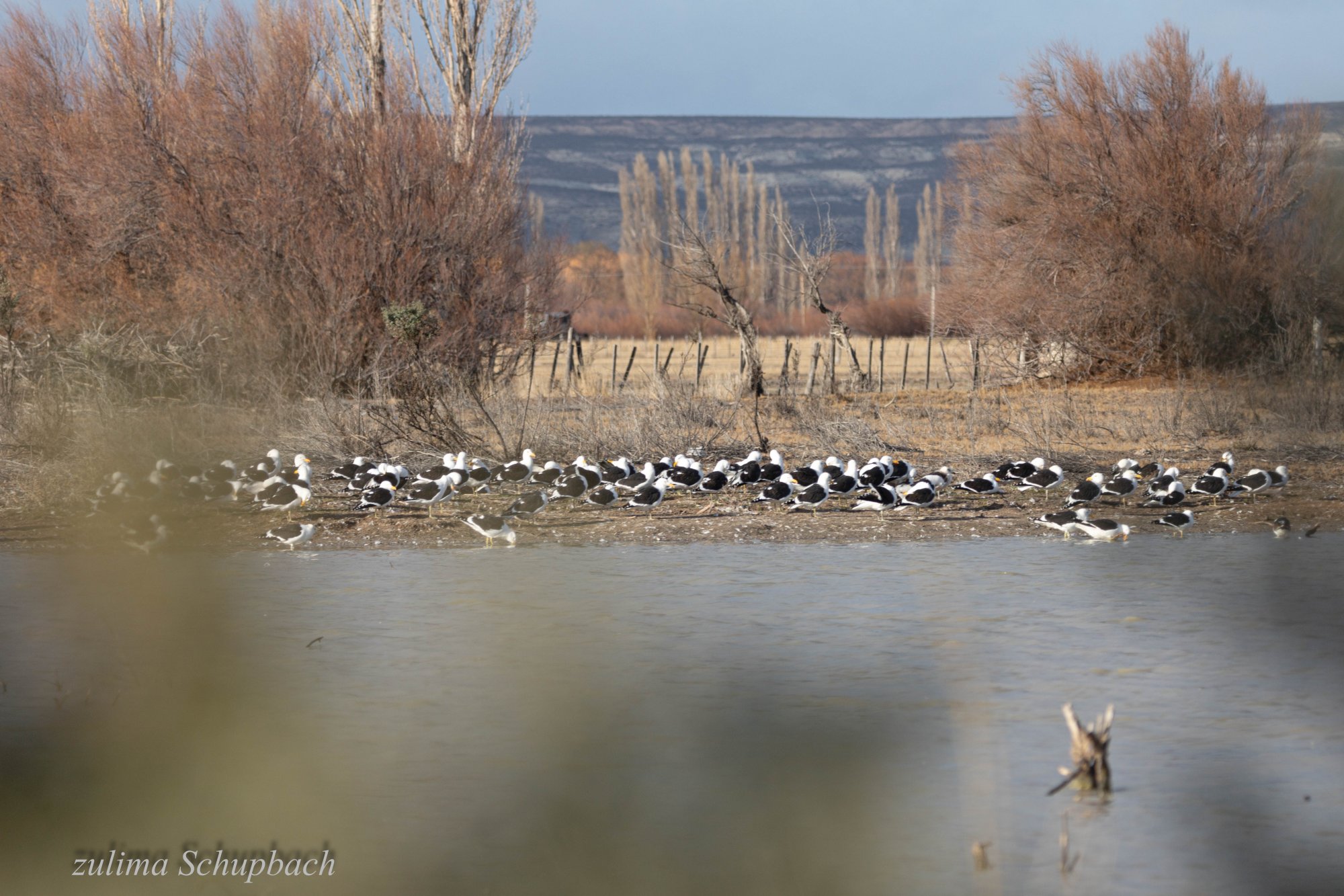 Photo Gaviota Cocinera