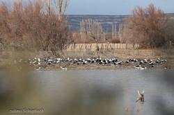 Photo Gaviota Cocinera