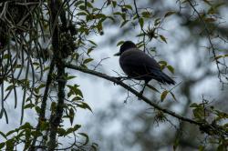 Foto Urraca Morada