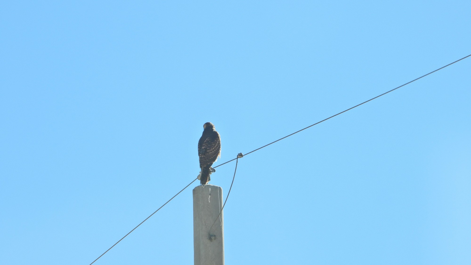 Foto Aguilucho Común