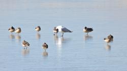 Foto Gaviota Andina