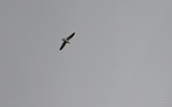 Photo Gaviota Cocinera
