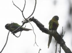 Foto Chiripepé Cabeza Verde