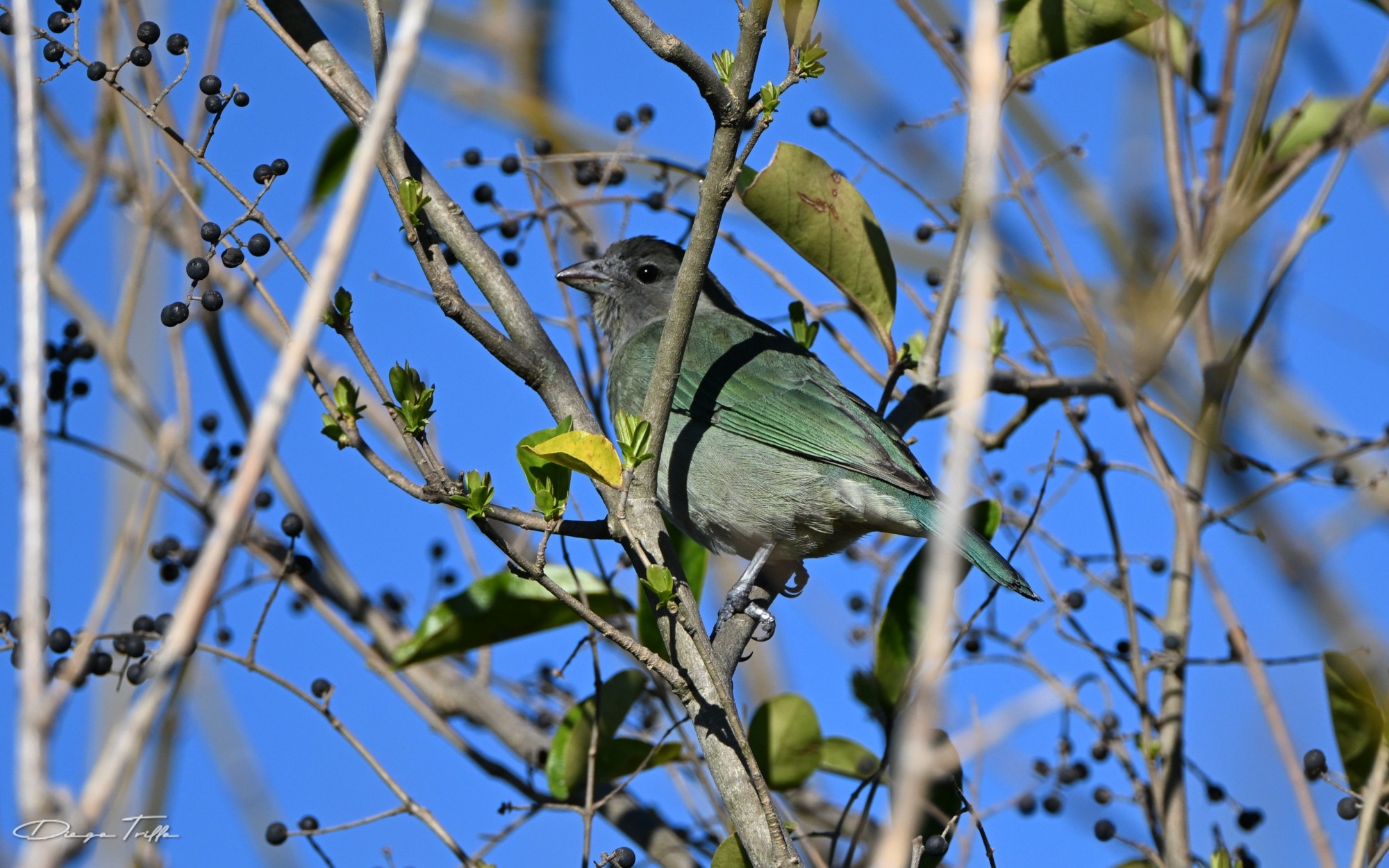 Foto Celestino Común