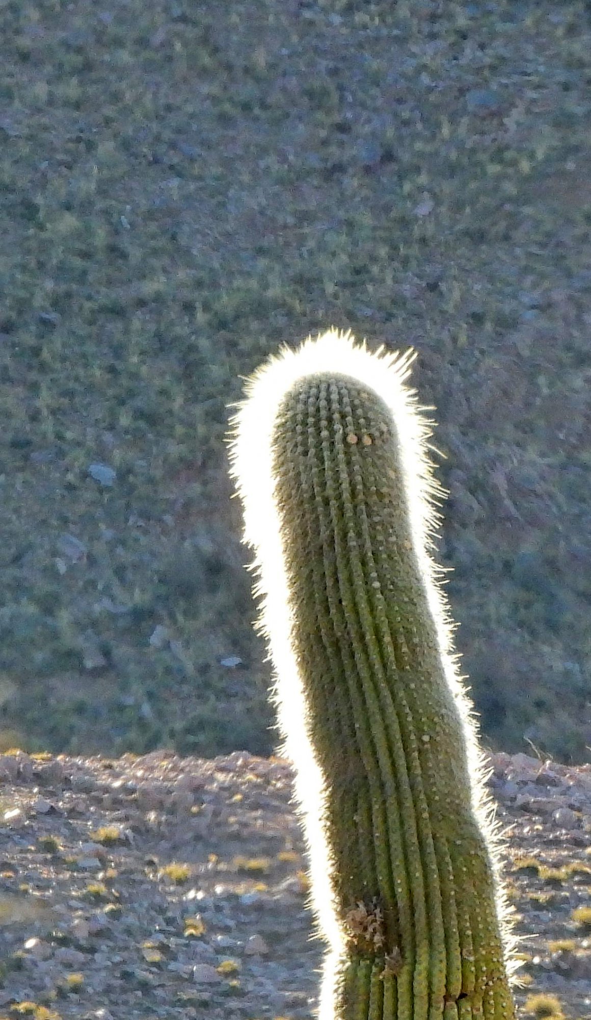 Foto Cardón De La Puna