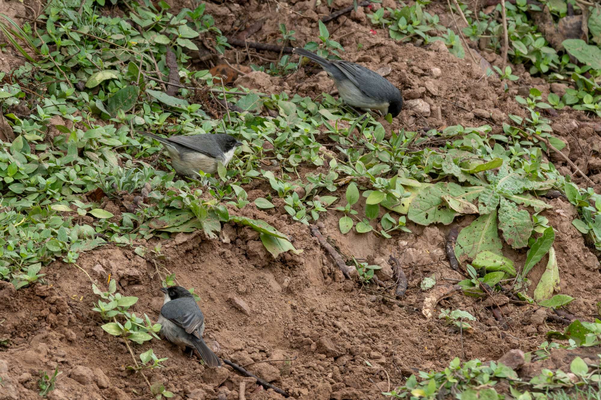 Photo Monterita Cabeza Negra