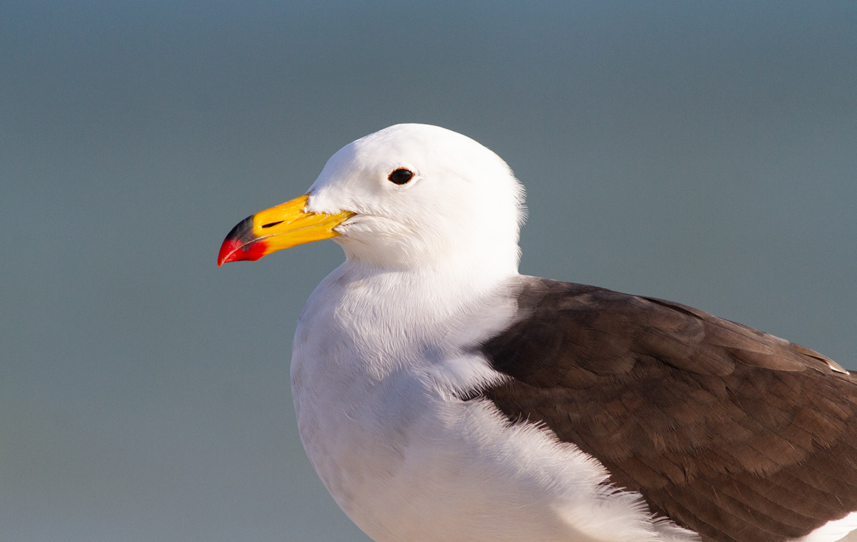 Larus&nbsp;belcheri