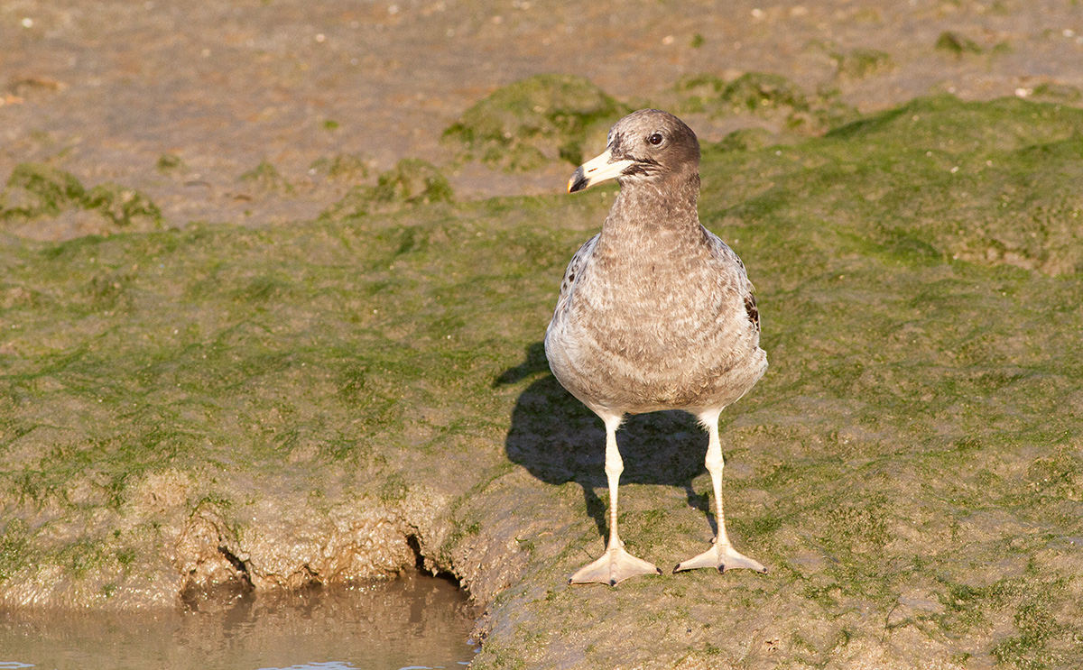 Foto Gaviota del Pacífico