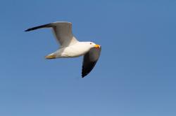Photo Gaviota Cocinera