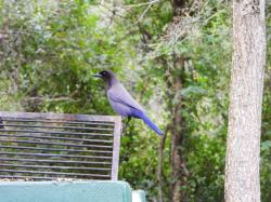 Foto Urraca Morada
