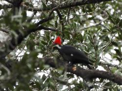 Foto Carpintero Negro