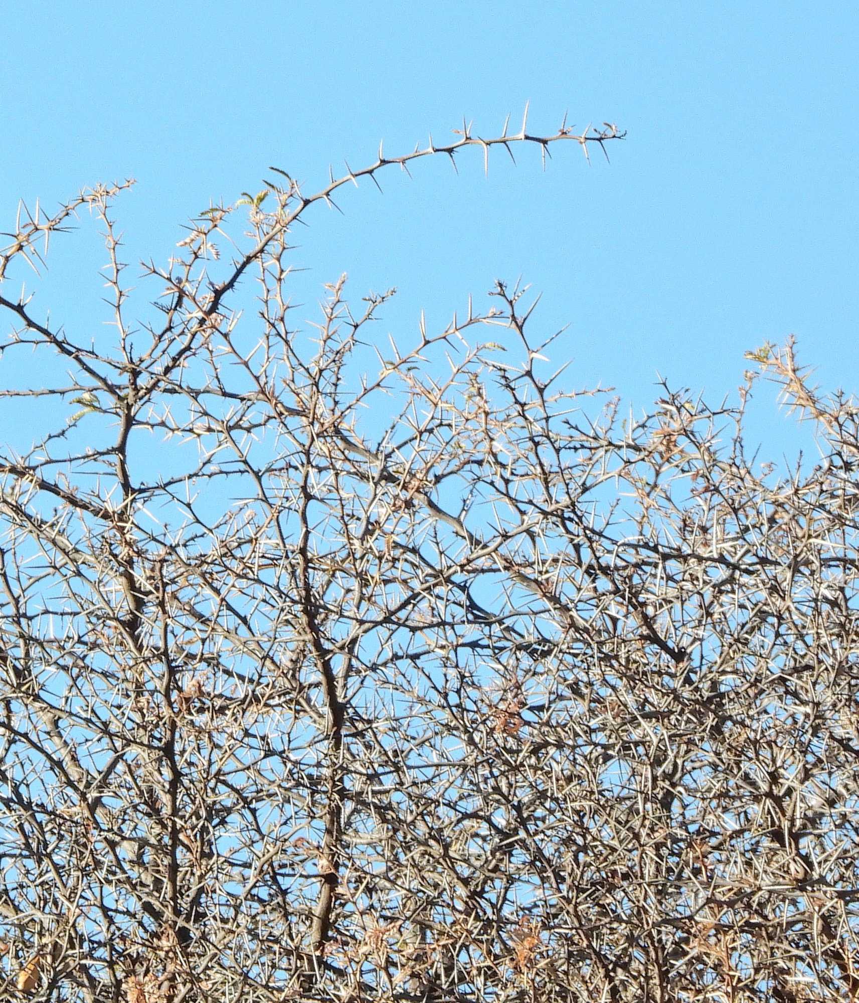 Foto Algarrobo Jujeño