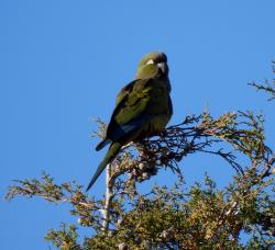 Foto Loro Barranquero