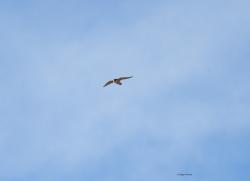 Foto Halcón Peregrino