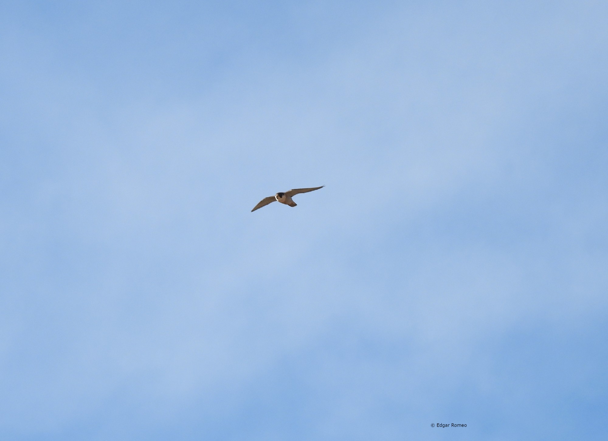 Foto Halcón Peregrino