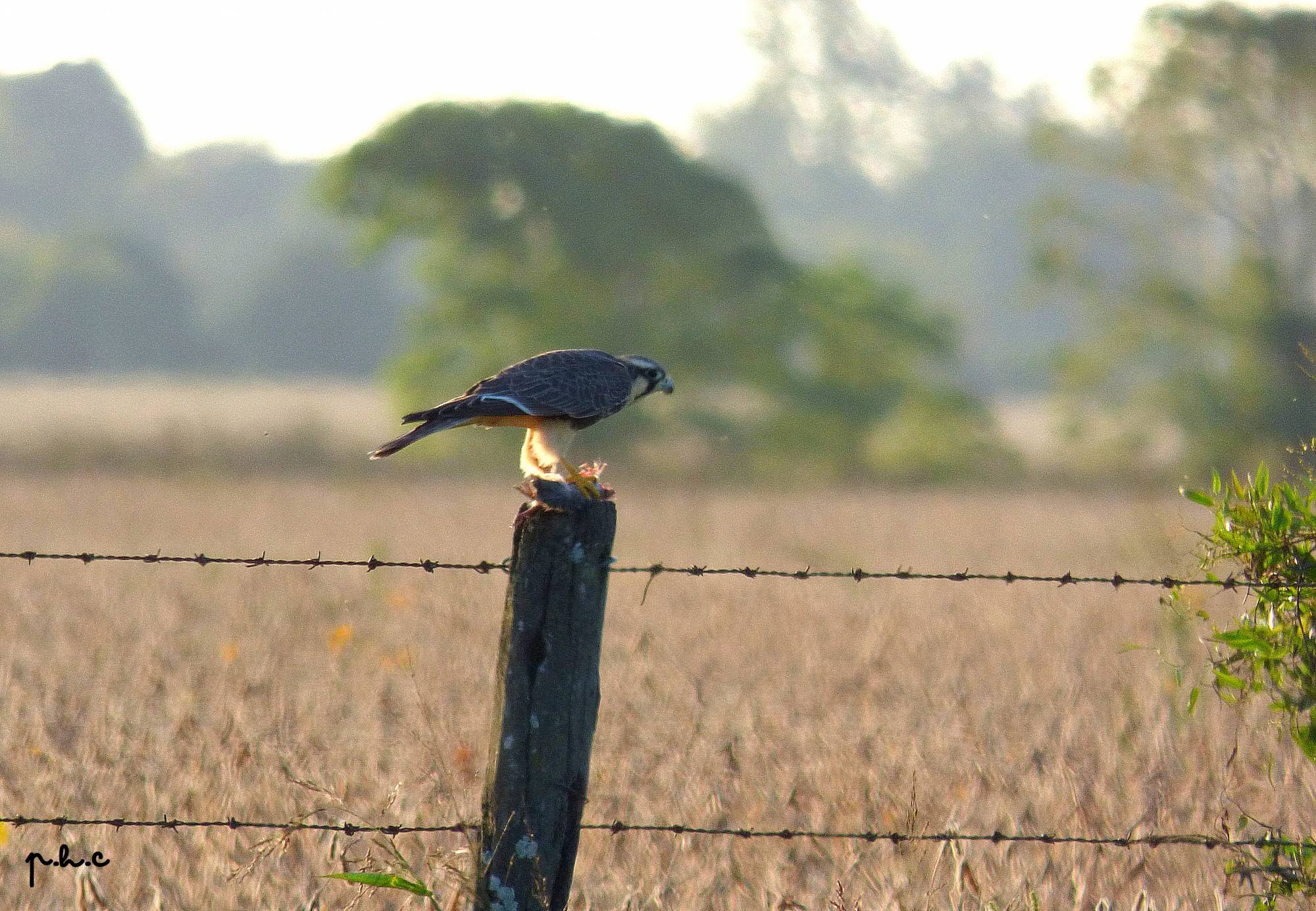 Foto Halcón Plomizo