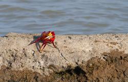 Photo Cangrejo Rojo De Roca