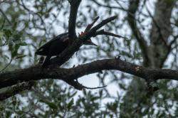 Foto Carpintero Negro