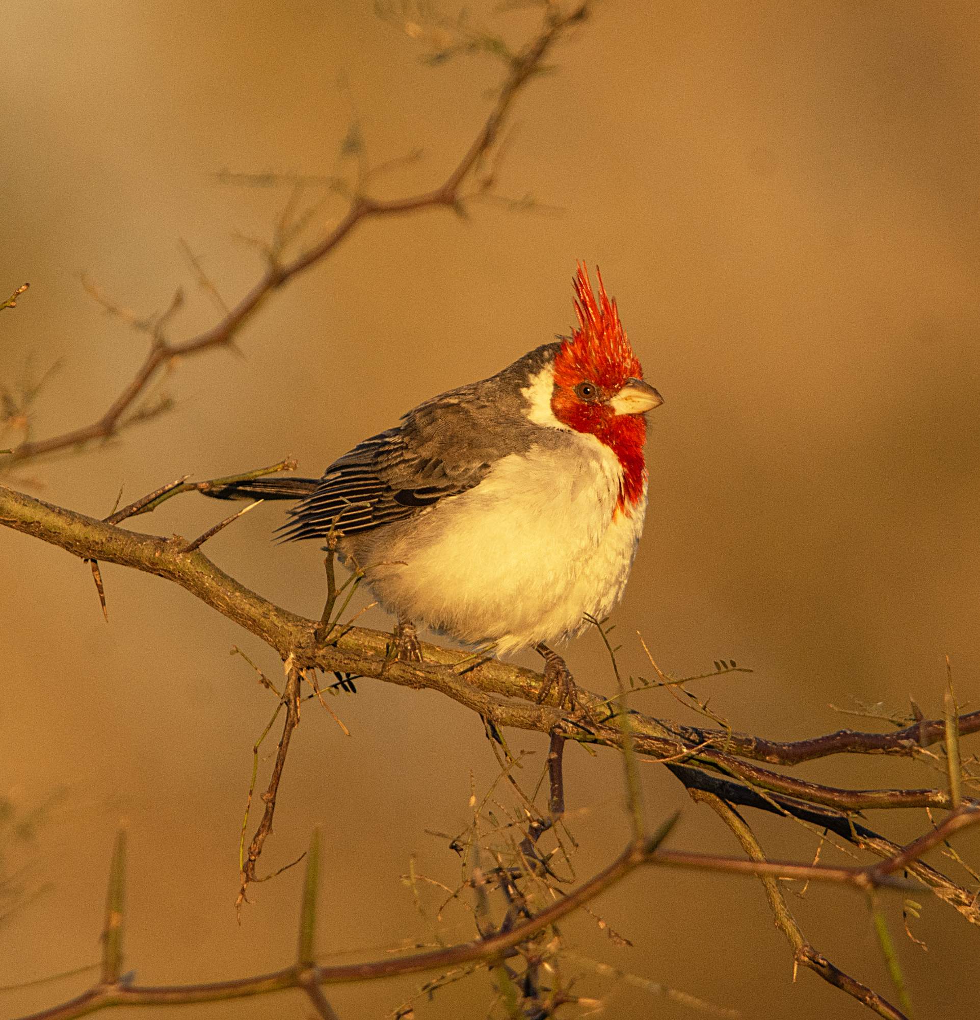 Photo Cardenal Común