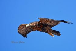 Photo Águila Mora