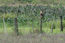 Foto Aguilucho Colorado