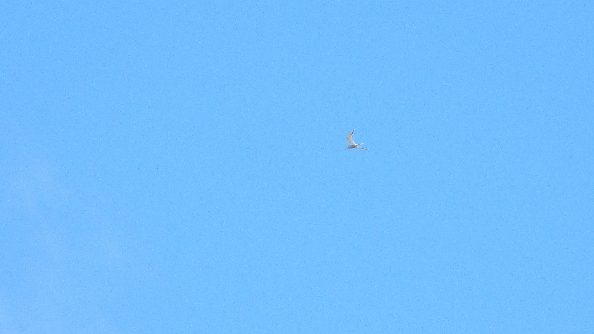 Foto Gaviotín Lagunero