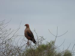 Foto Aguilucho Colorado