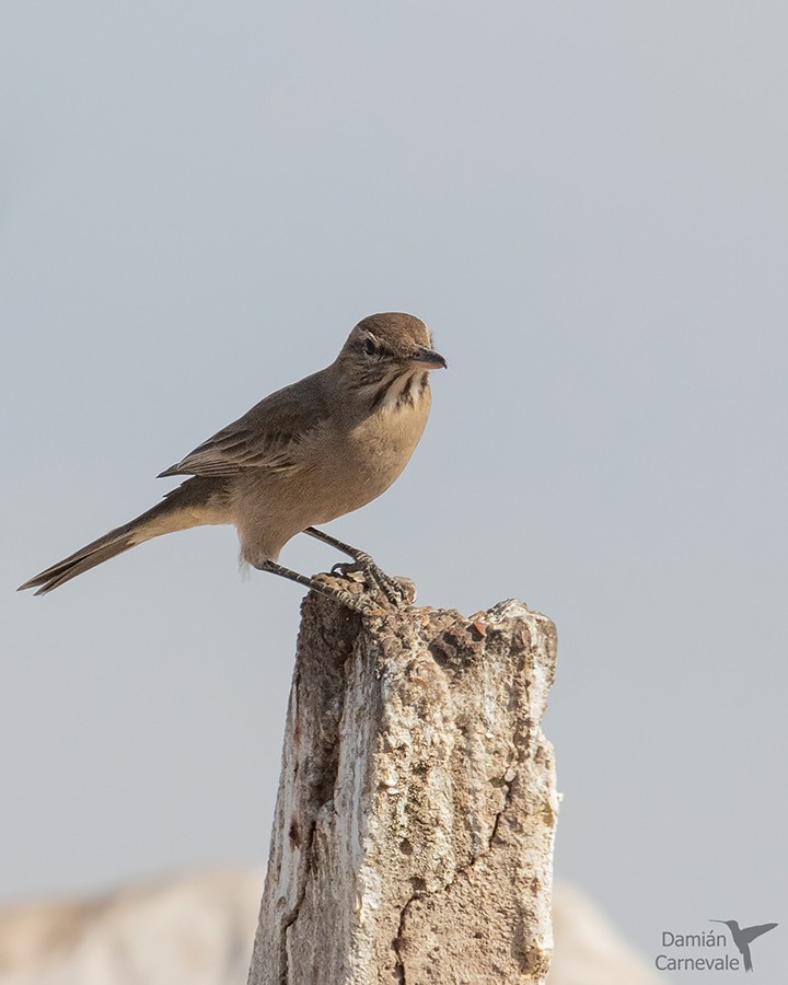Gaucho Común (Agriornis micropterus)