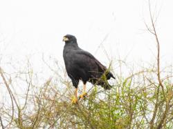 Photo Águila Negra