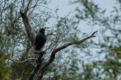 Photo Águila Negra