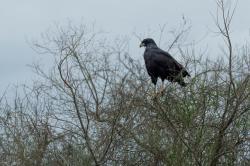 Photo Águila Negra