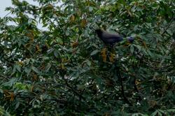 Foto Urraca Morada