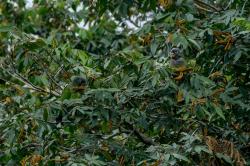 Foto Loro Maitaca
