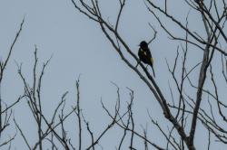 Photo Boyero Ala Amarilla