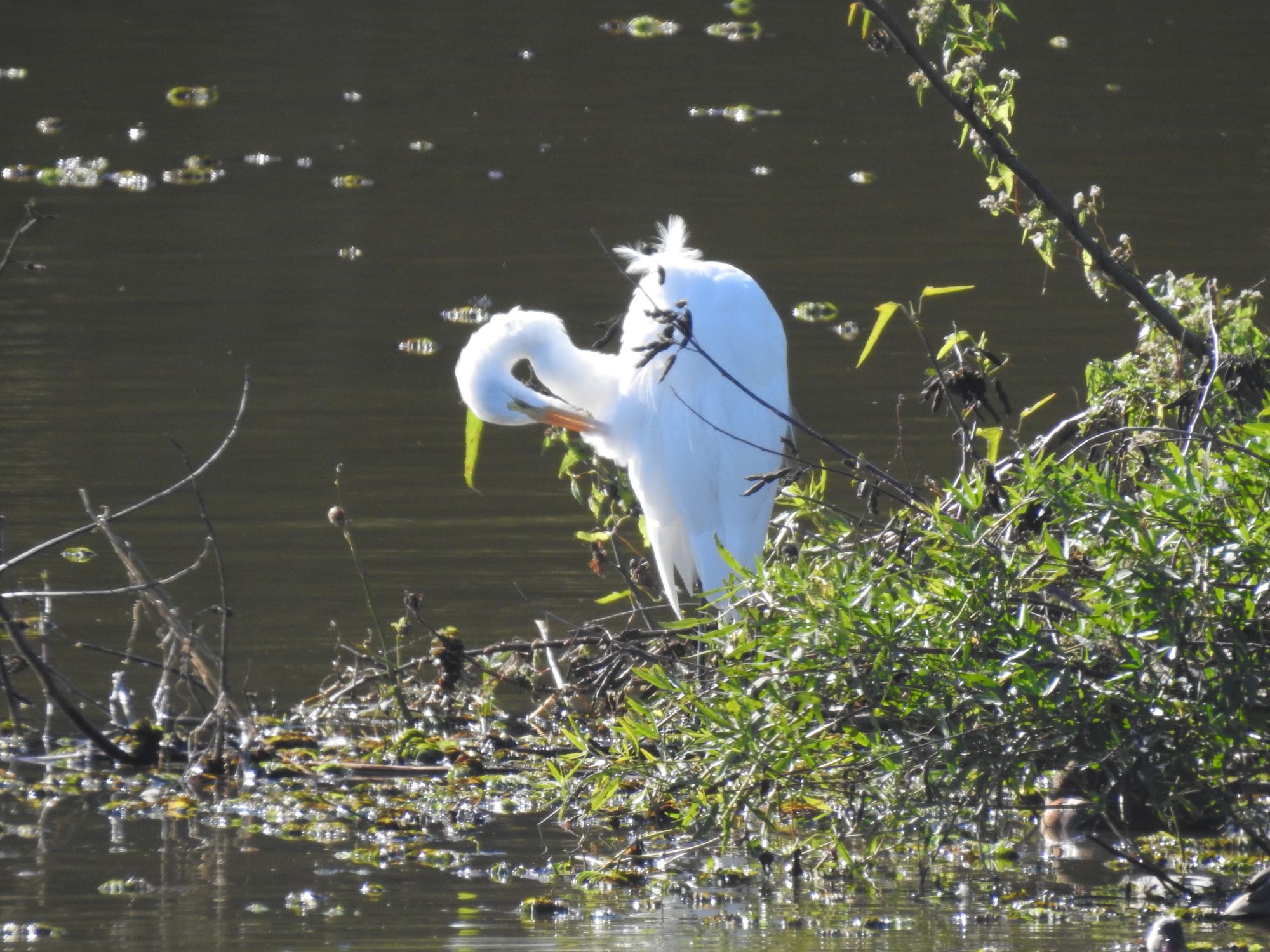 Foto Garza Blanca