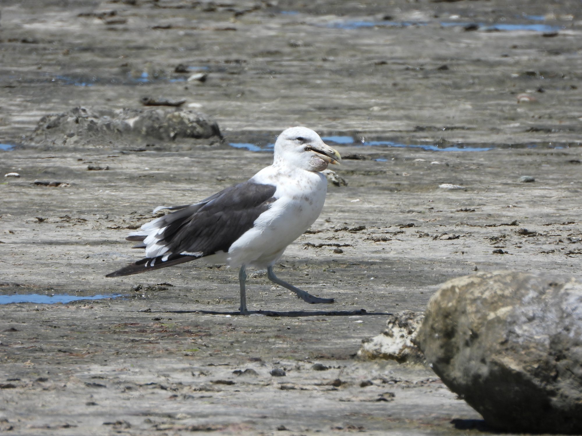 Foto Gaviota Cocinera