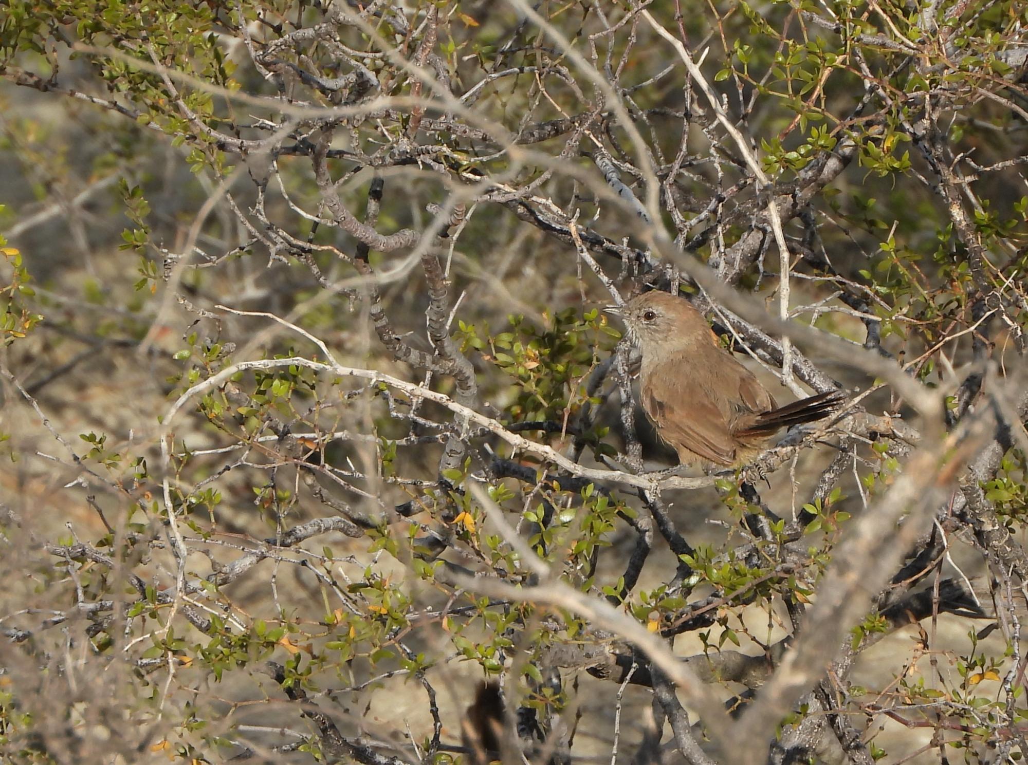 Photo Canastero Patagónico