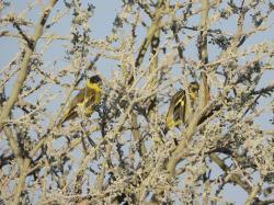 Foto Cabecitanegra Austral