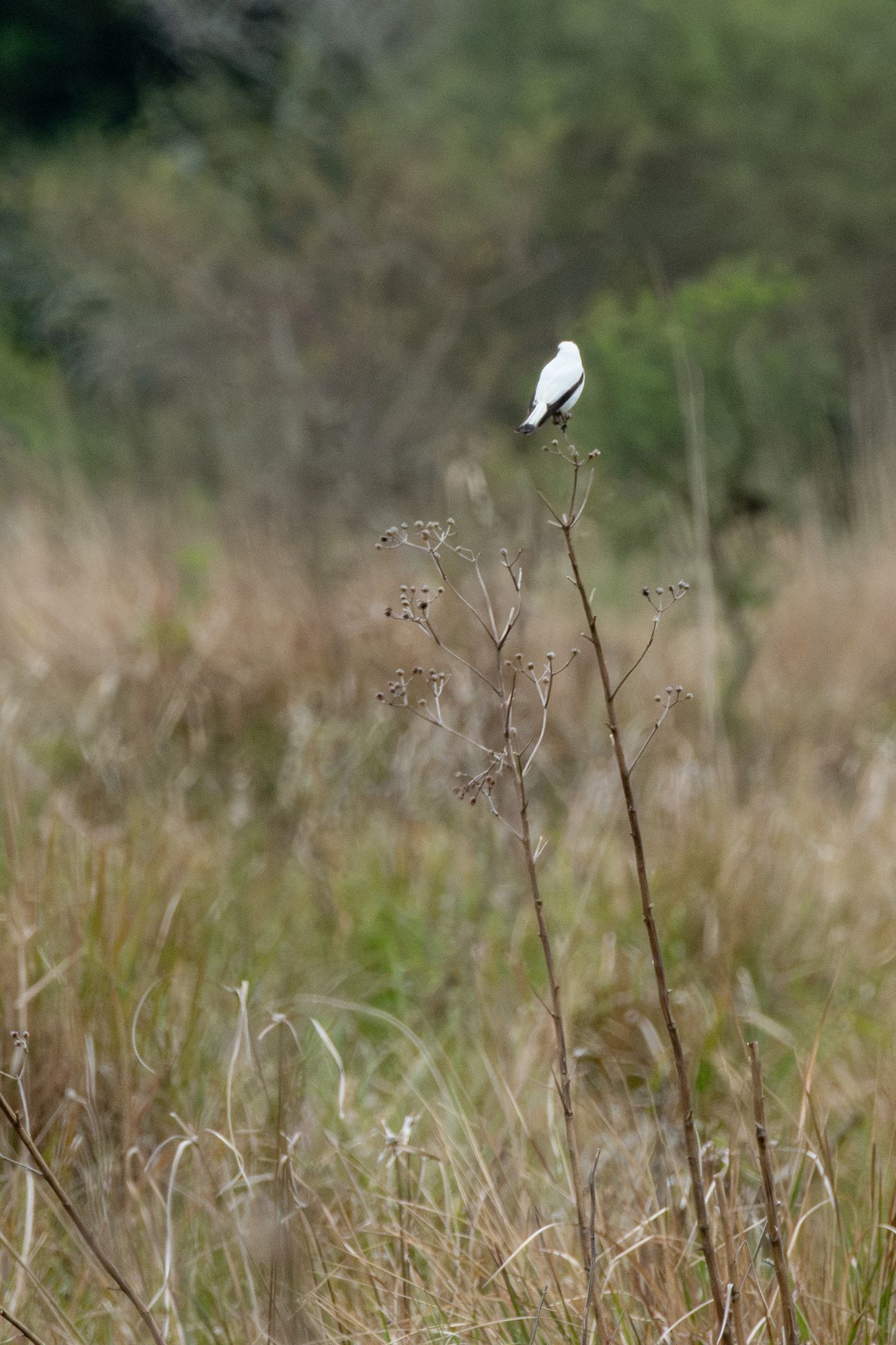Foto Monjita Blanca