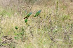 Foto Chiripepé Cabeza Verde